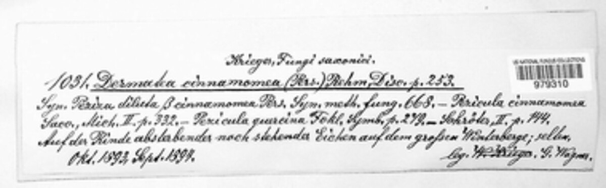 Pezicula cinnamomea image
